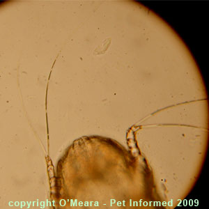 The two long hairs that are present on rear legs 3 and 6 of the rabbit ear mite.