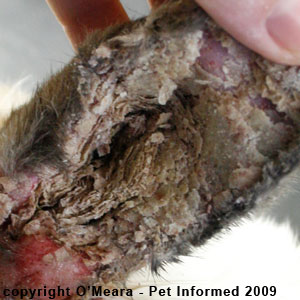 Ear mites in rabbits - the left ear of this rabbit is infested with ear mites.