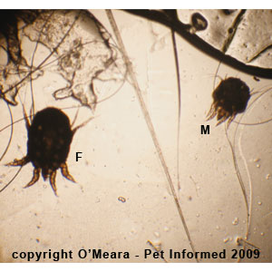 Male and female rabbit ear mites.