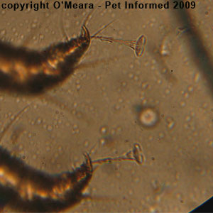 Ear mites in rabbits - the Psoroptes cuniculi mite's leg.