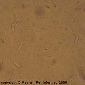 Fecal float parasite pictures - commensal flora of the rabbit gut: Saccharomycopsis gutulatus.