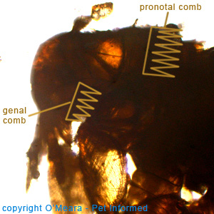 What do fleas look like - Spilopsyllus - the rabbit flea.