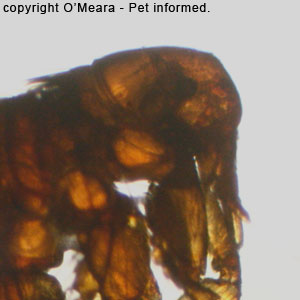 What do fleas look like - this is the image of the head of a rabbit flea.