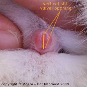 Sexing rabbits - the vulva of the doe rabbit is shaped like a vertical slit.