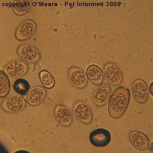 Fecal float parasite pictures - Rabbit coccidia oocysts from a rabbit with no clinical disease symptoms.