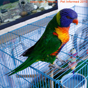 Male and female rainbow lorikeets look almost identical and often need DNA sexing in order for the gender to be determined. Male and female rainbow lorikeets look almost identical and often need DNA sexing in order for the gender to be determined.