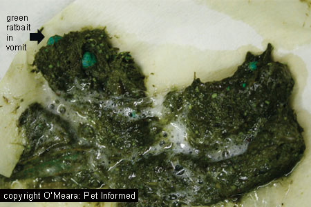 Rat bait (rodenticide poison) pellets in a dog's vomit.