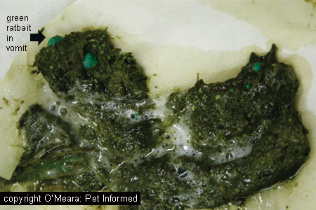 arsenic rat poison. Rat bait (rodenticide poison) pellets in a dog#39;s vomit. Image: rat bait pellets (green) in a dog#39;s vomit. 6c) In-house testing - the ACT (activated clotting