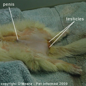 Sexing ferrets pictures - a male ferret.