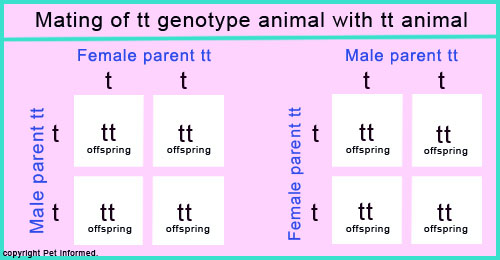 Square diagram showing the inheritance genetics of undropped testes (undescended testicles) in canine puppies and feline kittens (dogs and cats).