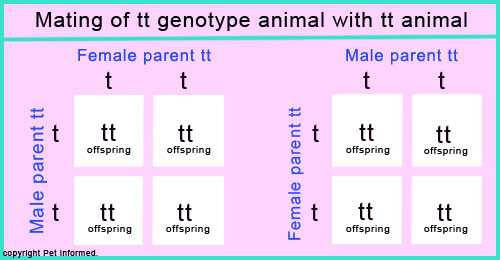 is cryptorchidism in dogs genetic