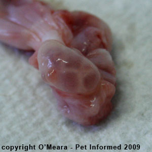 Female cat in heat - ripe ovarian follicles on an ovary.