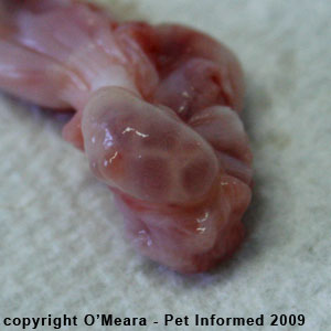 Female cat in heat - ripe ovarian follicles on an ovary. Female cat in heat - ripe ovarian follicles on an ovary.