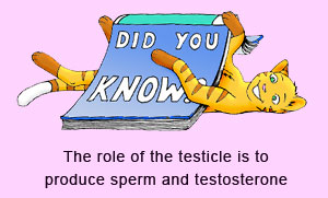 Testicles produce hormones (testosterone) and spermatozoa (sperm).