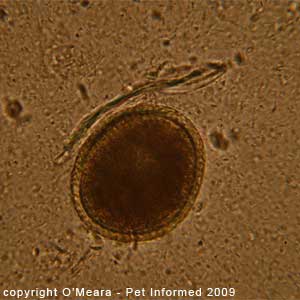 Fecal float parasite pictures - image of a dog roundworm egg.