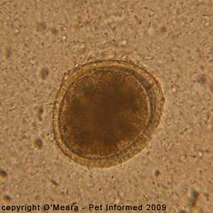 Fecal float parasite pictures - photo of a canine roundworm egg. The worm egg floats within a background of millions of tiny fecal bacteria.