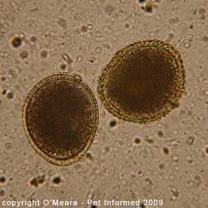 Fecal float parasite pictures - This is a close-up fecal float image of two cat roundworm eggs (ova).