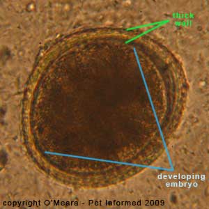 Fecal float parasite pictures - this image of a dog roundworm egg is labeled to show the thick, pitted wall of the egg and the dark brown bundle of cells in the middle of the egg, which is the developing worm embryo.