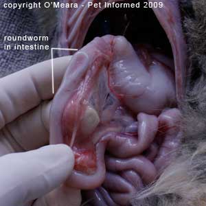 Fecal float parasite pictures - This is a post-mortem image of a cat with roundworm. The adult Toxocara roundworm can be seen within the intestinal wall.