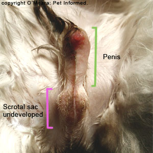 can a dog be born with only one testicle