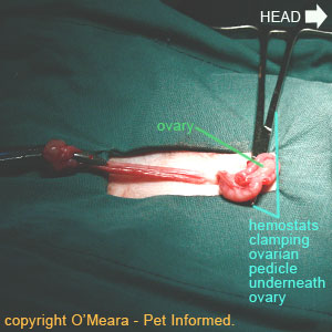 Desexing female cats - The second ovarian pedicle is clamped off above the level of the ovary.