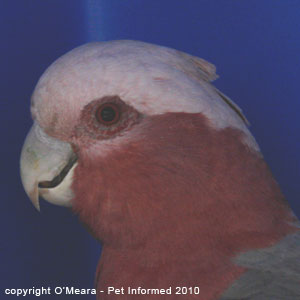 Bird sexing images - a female galah has a red iris.