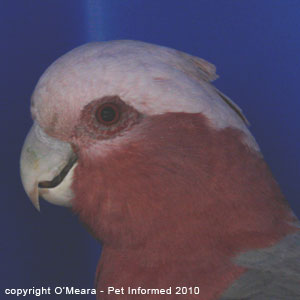 Bird sexing images - a female galah has a red iris. Bird sexing images - a female galah has a red iris.