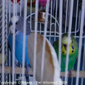 Sexing parakeets - male budgies have blue feet and toes and female budgerigars have brown or pink feet and toes.