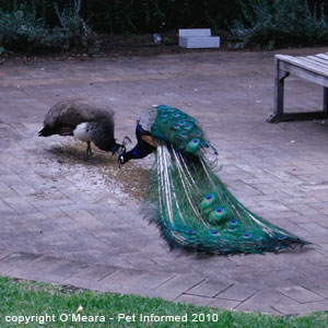 Sexing birds images - a male and female peafowl.