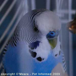 signs-of-a-pregnant-budgie