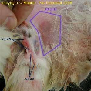 Sexing rabbits pictures - A female rabbit doe after a spay procedure. The bare groin region can be seen very clearly.