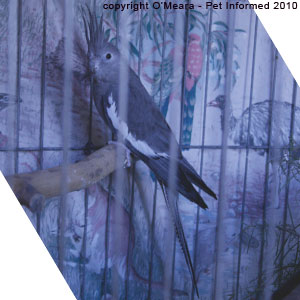 Cockatiel sexing images - female cockatiels have tail stripes. Cockatiel sexing images - female cockatiels have tail stripes.