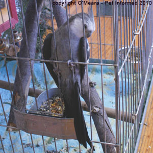 Sexing cockatiels images - male cockatiels have no tail stripes. Sexing cockatiels images - male cockatiels have no tail stripes.