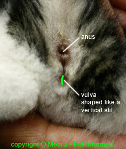 Sexing the common house cat - female kitten genitalia is shaped like a slit or dash.