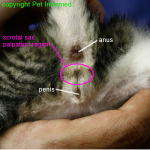 Male kitten sexing - This photo shows where to palpate for testicles in a male kitten or cat.