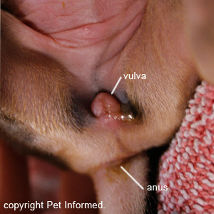 Sexing female puppies - The vulva structures of a femal