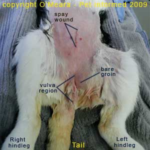 Rabbit sexing pictures - A female rabbit after a spay procedure. The bare groin region can be seen very clearly.