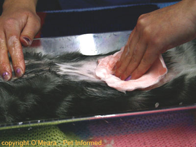 The spay site is scrubbed and cleaned with an antibacterial solution prior to surgery to reduce bacterial contamination of the cat spay site.