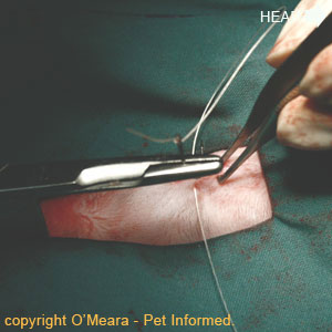 Cat or dog spay image - The surgeon is closing the skin using non-absorbable skin sutures.