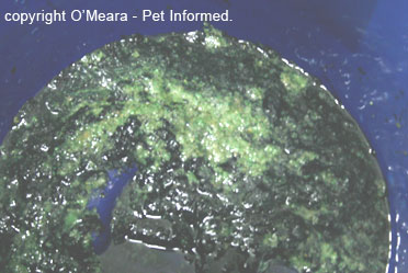 Green snailbait pellets coating the bottom of the collection bucket following a gastric lavage procedure. The same process can be used to remove rodent poison (rodenticide) from the stomach.