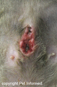 Broken down spay wound images - the cat has pulled its stitches out.