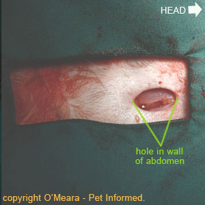 Spaying dogs or cats image - This is a close-up image of the incised abdominal wall, showing the hole entering this cat's abdominal cavity.