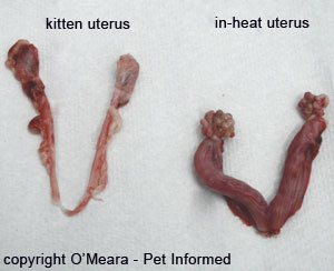 Two cat uteruses removed by cat spaying surgery: the uterus on the left is not in heat, the one on the right is in heat.