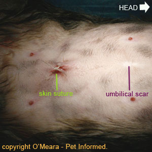 Cat or dog spaying procedure - The skin is closed with non-absorbable skin sutures. These will need removing in 10-14 days.