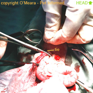 Pregnant spay - Once the ligature has been tied and knotted tightly, the long suture ends are trimmed away leaving only a small knot behind.