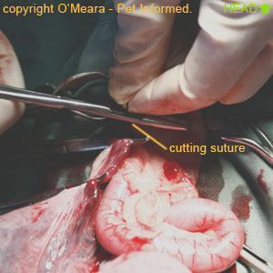 Cat pregnant spay - Once the suture has been tied and knotted tightly around the ovarian pedicle, the long ends are trimmed away leaving only a small knot behind.