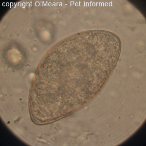 This is a high-power (1000x oil immersion) image of one of the fecal float eggs - a Spirometra tapeworm egg.