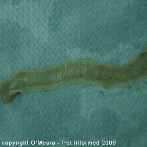 What Are The Signs Of Tapeworm In Cats