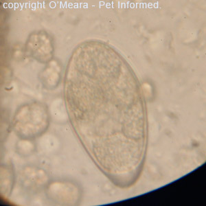 This is a high-power (1000x oil immersion) image of one of the fecal float eggs - a Spirometra tapeworm egg.