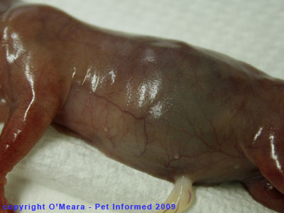 The skin of a 6.5-7 week old fetal kitten. The skin of a 6.5-7 week old fetal kitten.